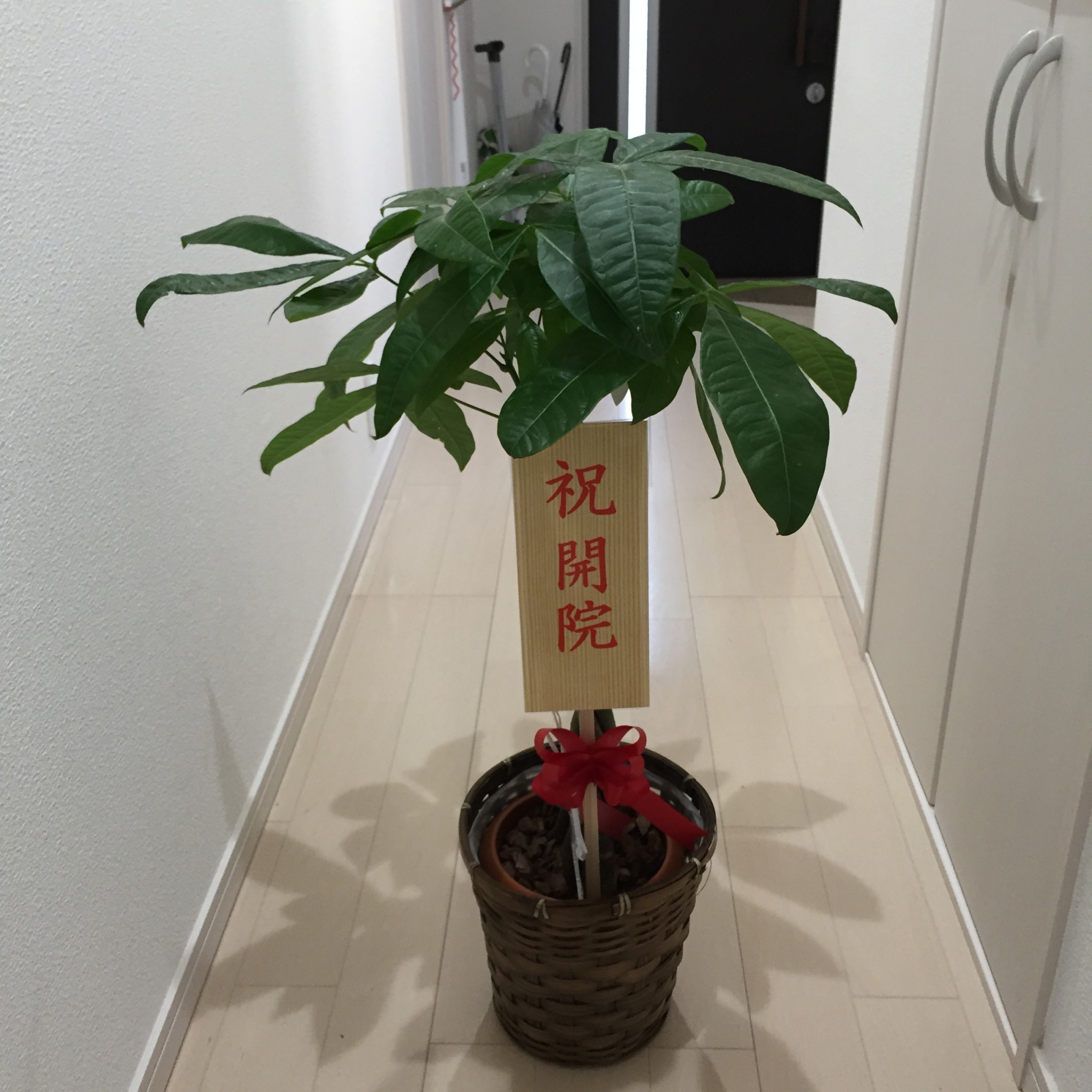 観葉植物