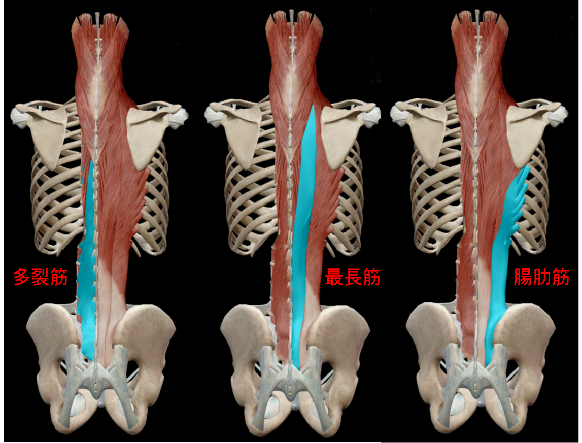 「最長筋 腸肋筋」の画像検索結果