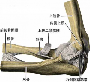 肘靭帯