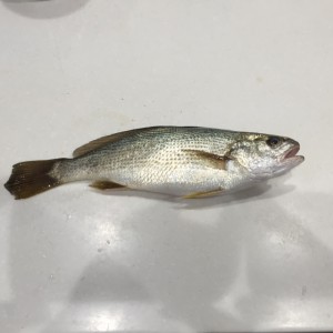 釣り2