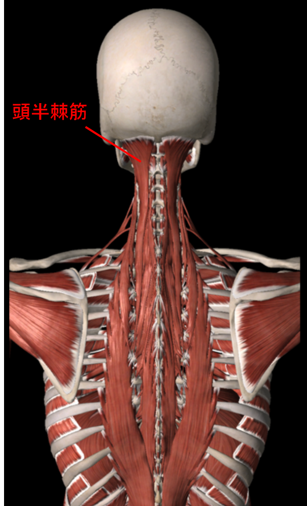頭痛について | トリガーポイント療法専門 もりかわ鍼灸治療院