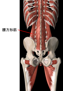 腰方形筋