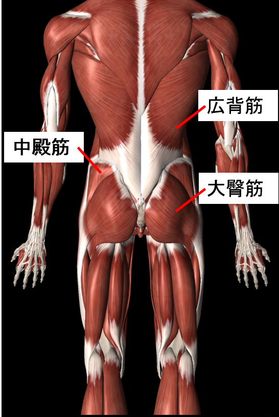 ぎっくり腰 おしり の 痛み