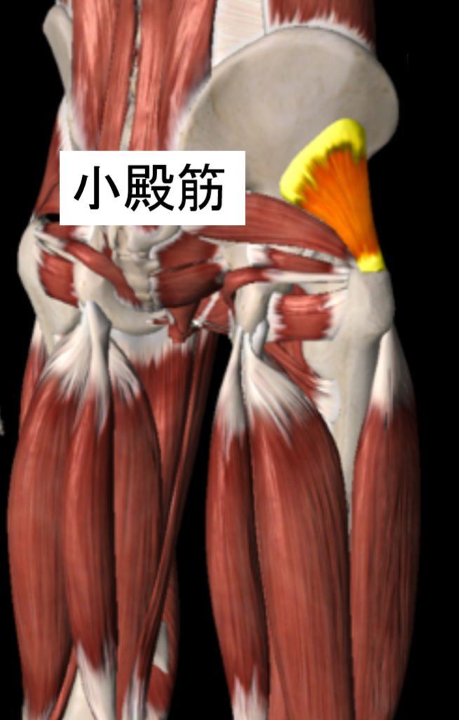 お尻まわりの筋肉が原因による坐骨神経痛 トリガーポイント療法専門 もりかわ鍼灸治療院