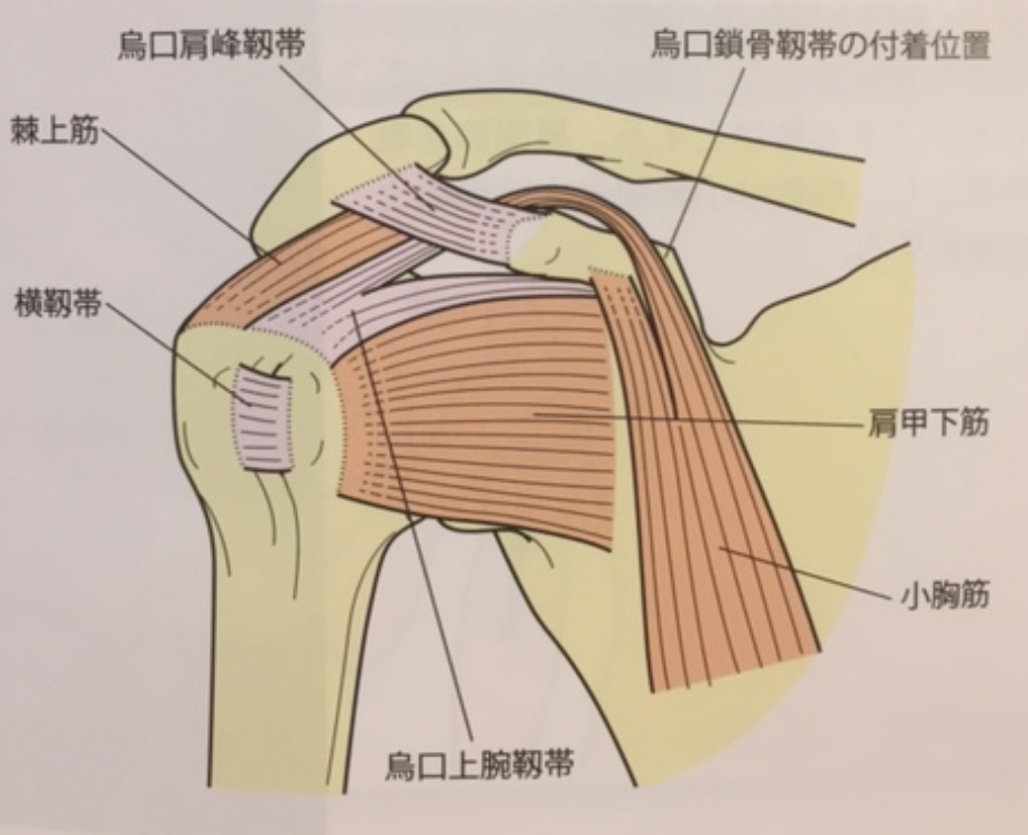 烏口骨の役割 – 烏口突起 探し方 – CLHIS