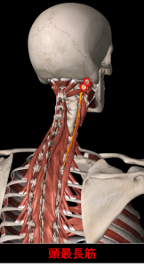 頭最長筋