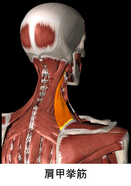 首肩こりに伴った頭痛 トリガーポイント療法専門 もりかわ鍼灸治療院