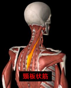 頸板状筋