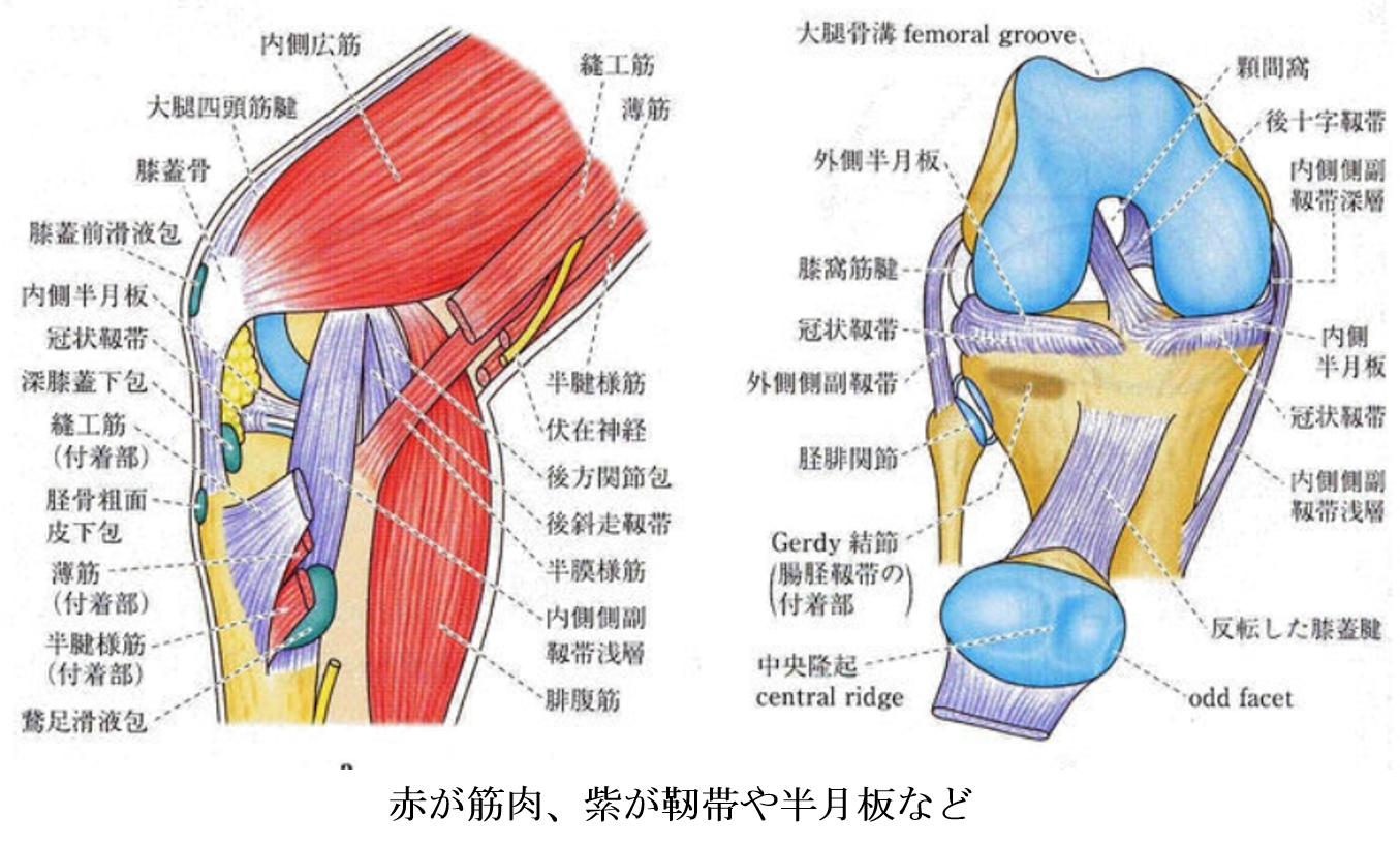 膝 の 解剖 図