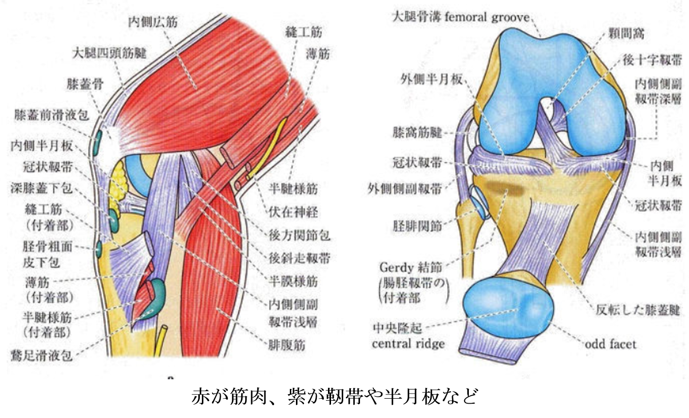膝 の 痛み 先祖