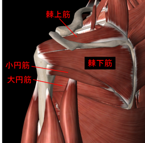 肩関節の筋肉1