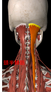 頭半棘筋