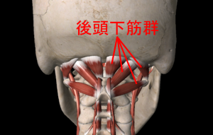 後頭下筋群