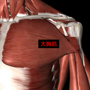 肩関節の筋肉3