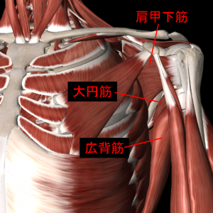 肩関節の筋肉2