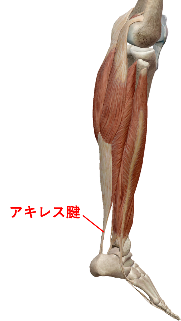 スポーツで生じる疾患に対する鍼治療 トリガーポイント療法専門 もりかわ鍼灸治療院 スポーツで生じる疾患に対する鍼治療 トリガーポイント療法専門 もりかわ鍼灸治療院